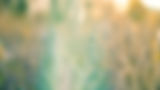 Nature, soft focus, woven grass