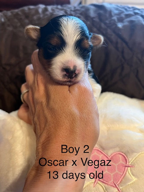 boy 2 13 days old.jpeg
