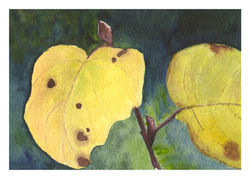 Black Cottonwood Leaves in Autumn