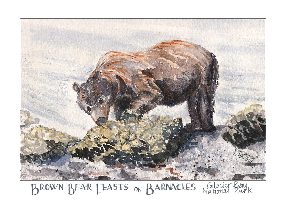 Of Barnacles and Bears