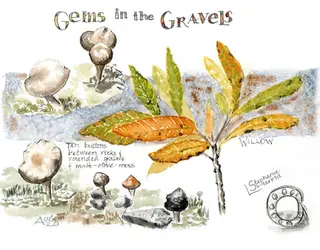 Orange and pink fungi and golden willow leaves in watercolor with pen, Alaska's Denali National Park