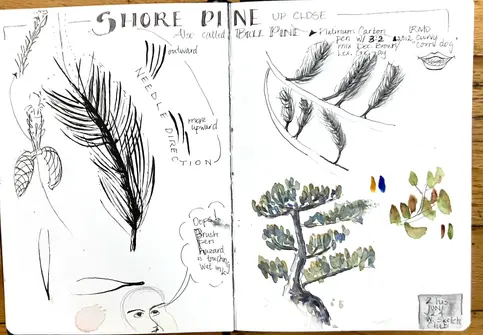 Nature journal page of Shore Pine