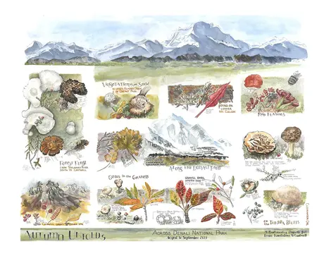 Watercolor of snowy peak above mushrooms and autumn leaves in Denali National Park
