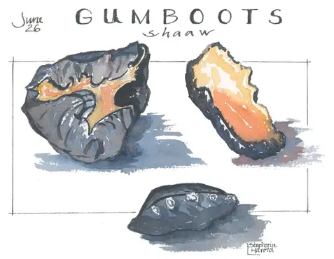 Chitons in gray, ochre, and orange watercolor in Glacier Bay National Park