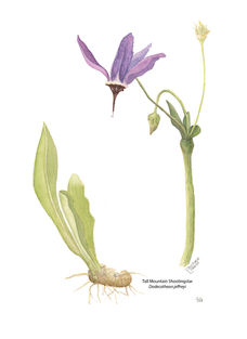 Botanical illustration of Tall Mountain Shooting Star (Dodecatheon jeffreyi) in purple, tan, and green colored
