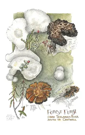 Watercolor rust and umber and white mushrooms against sea green backgound in Denali National Park