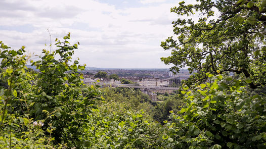 Evolving Forests-01-17.jpg