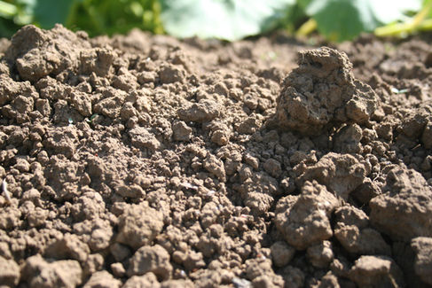healthy soils