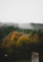 An aerial view of broadleaf and coniferous trees in autumn 