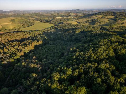 Evolving Forests-0005.jpg