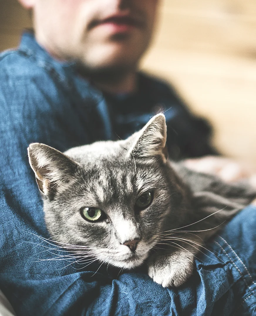 Homme tenant un chat gris dans ses bras