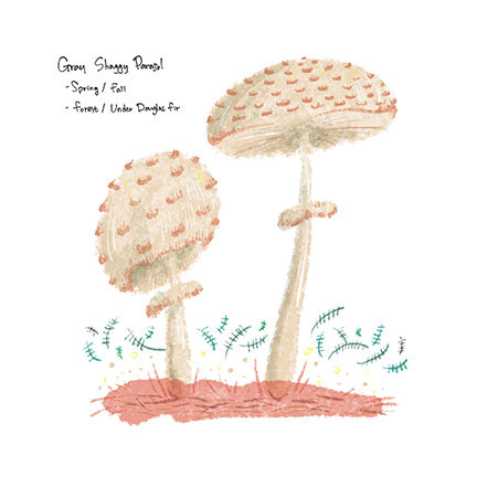 Thumbnail: PNW Mushroom Series