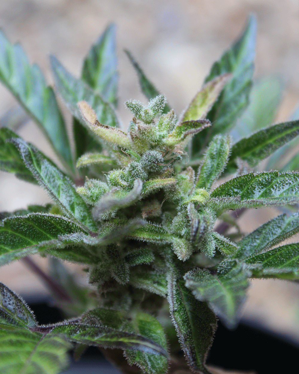 COTC-ROBOCROP-X-BLUEBERRY-AUTO.gif