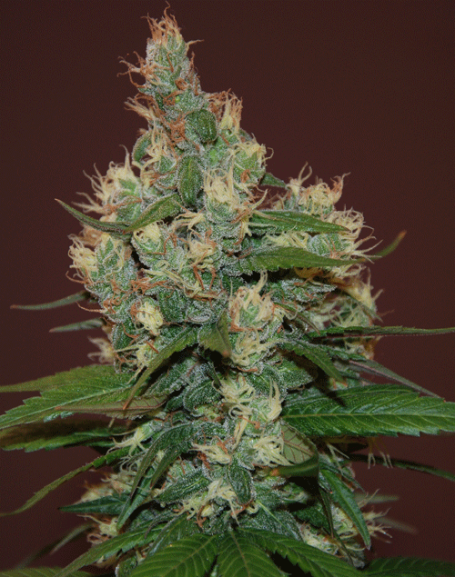 S.T.D (Sour-Turbo-Diesel)