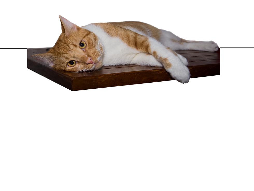 Comment Endormir Un Chat Pour Le Toiletter Toilettage pour les chats | museauetcompagnon