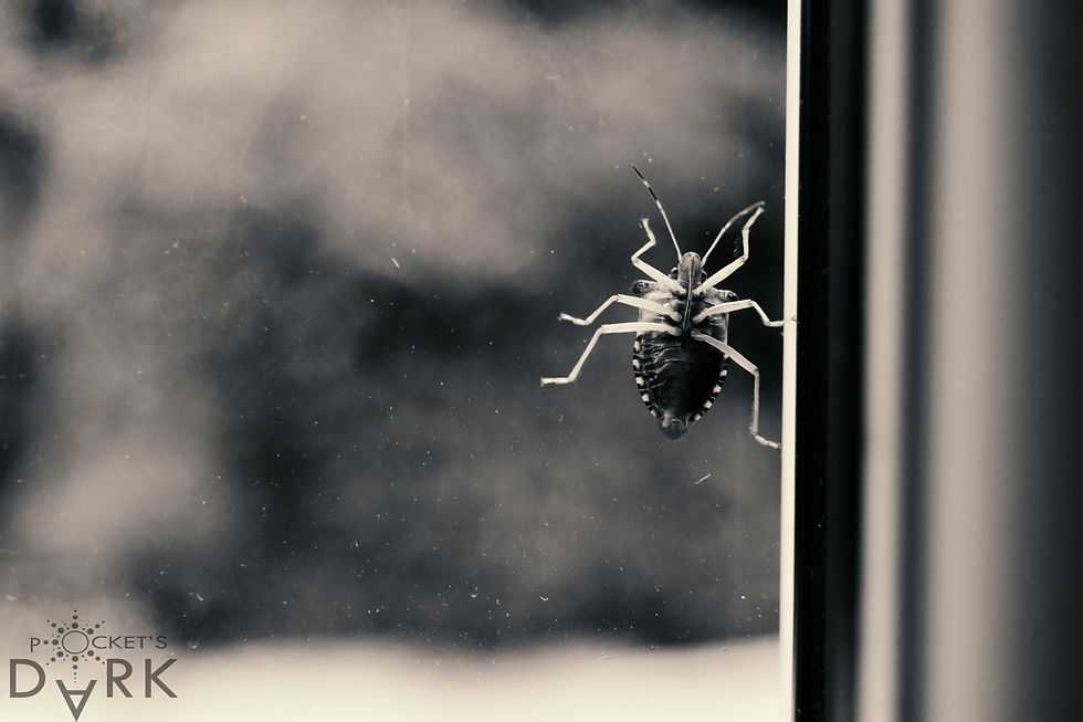 Window