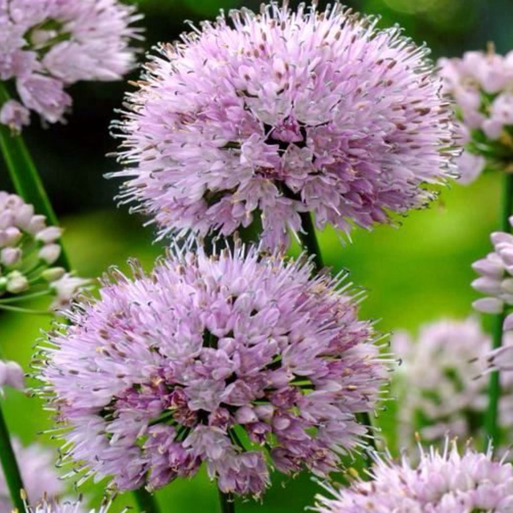 Allium SUMMER BEAUTY