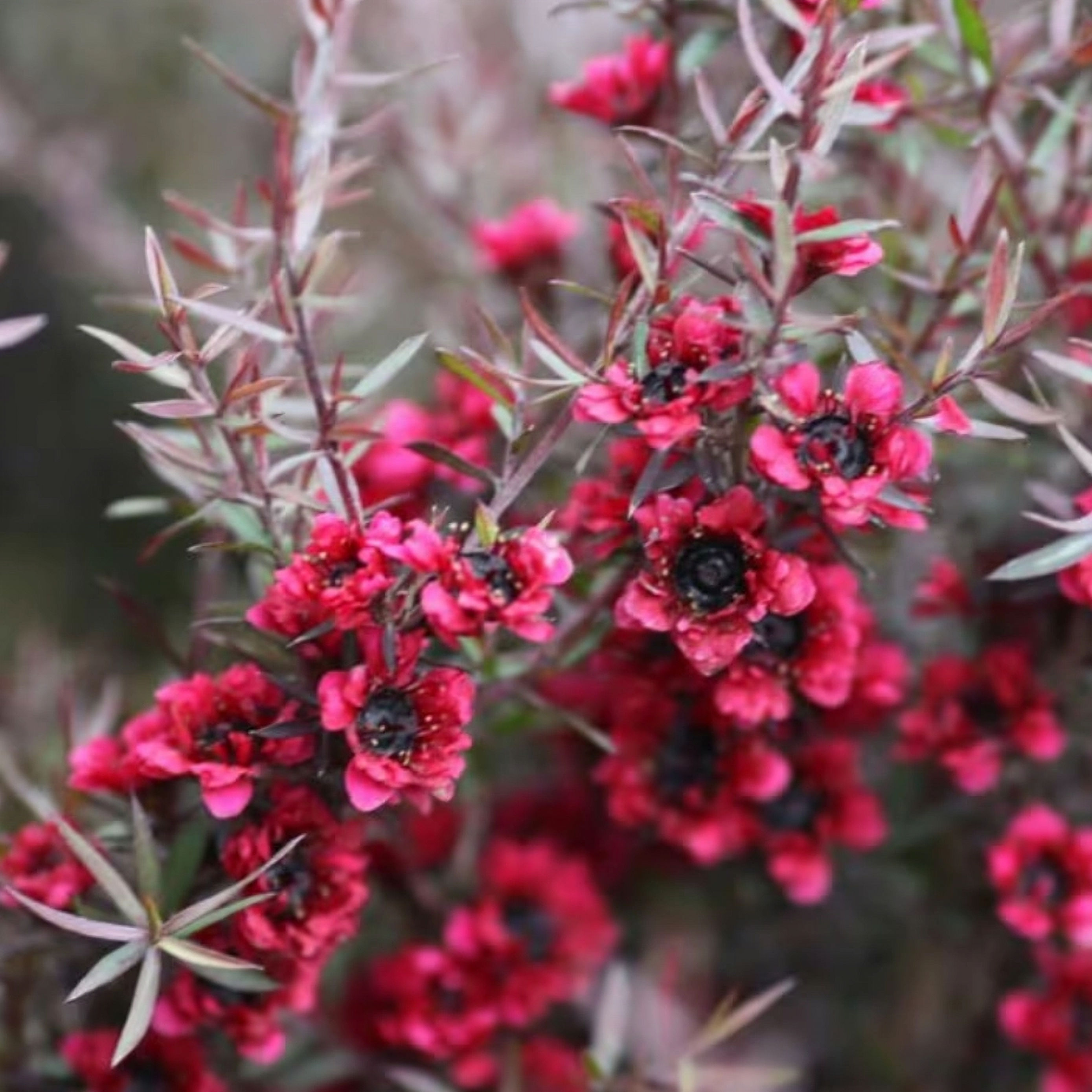 Leptospernum RED DAMASK