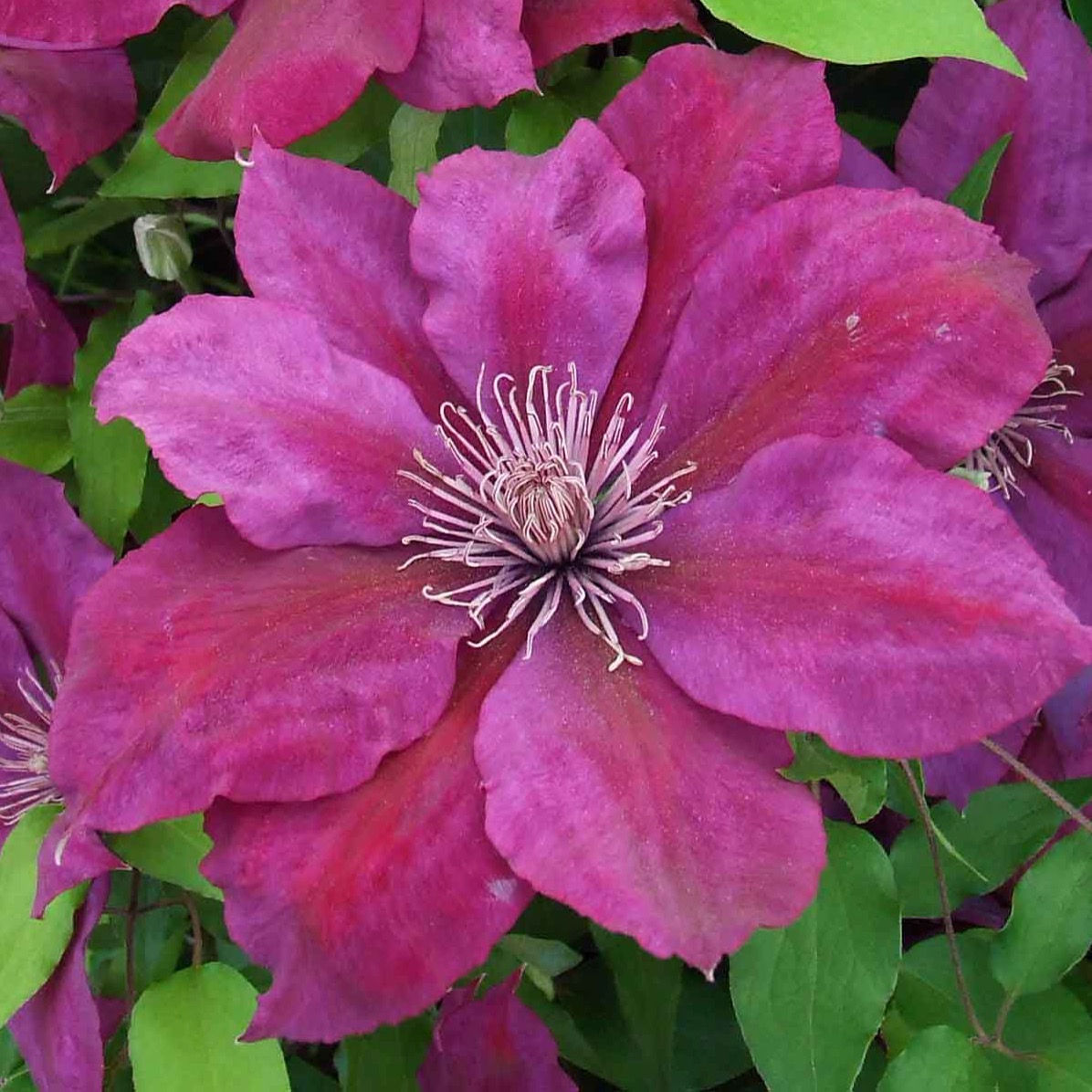 Clematis PICARDY