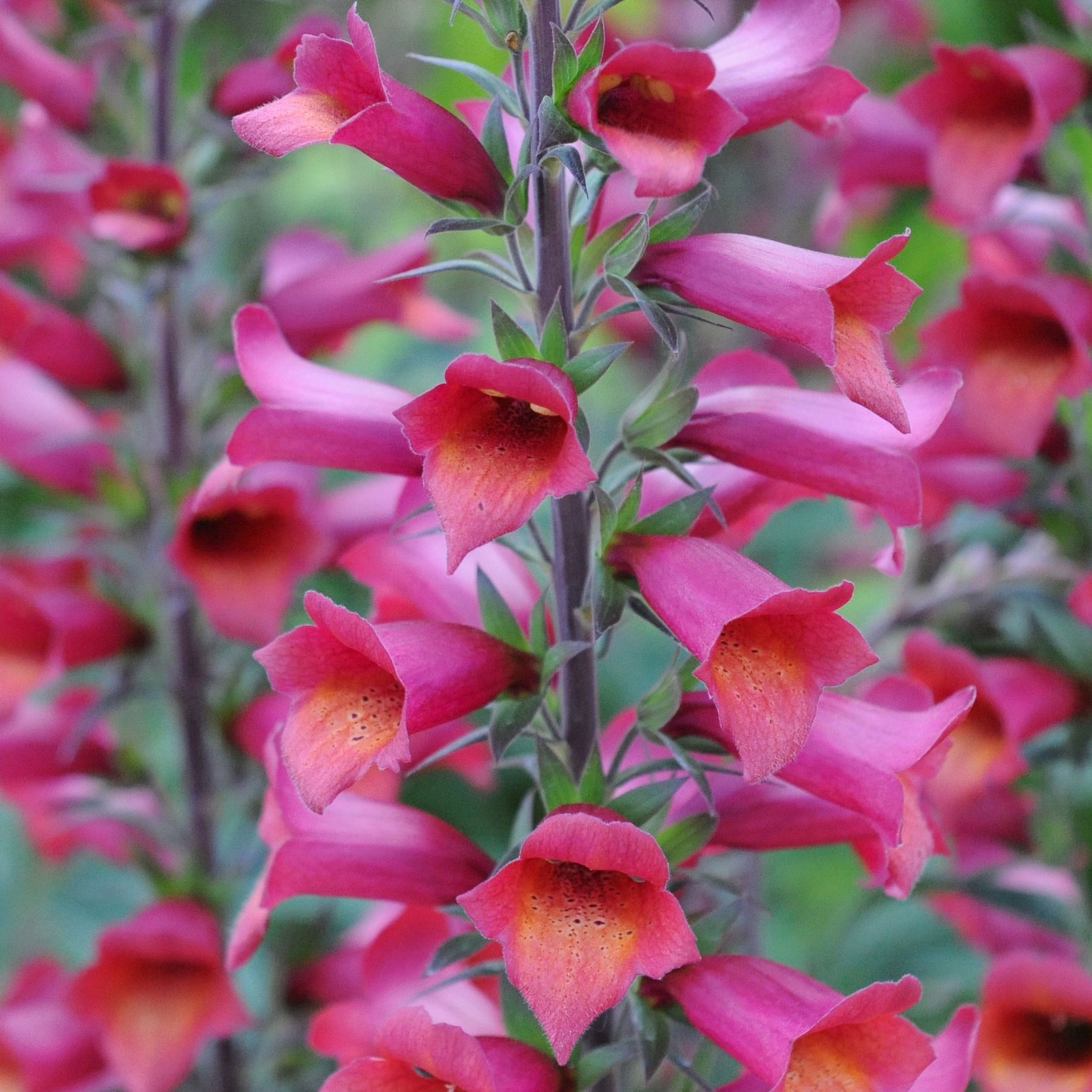 Digitalis digiplexis ILLUMINATION RASPBERRY