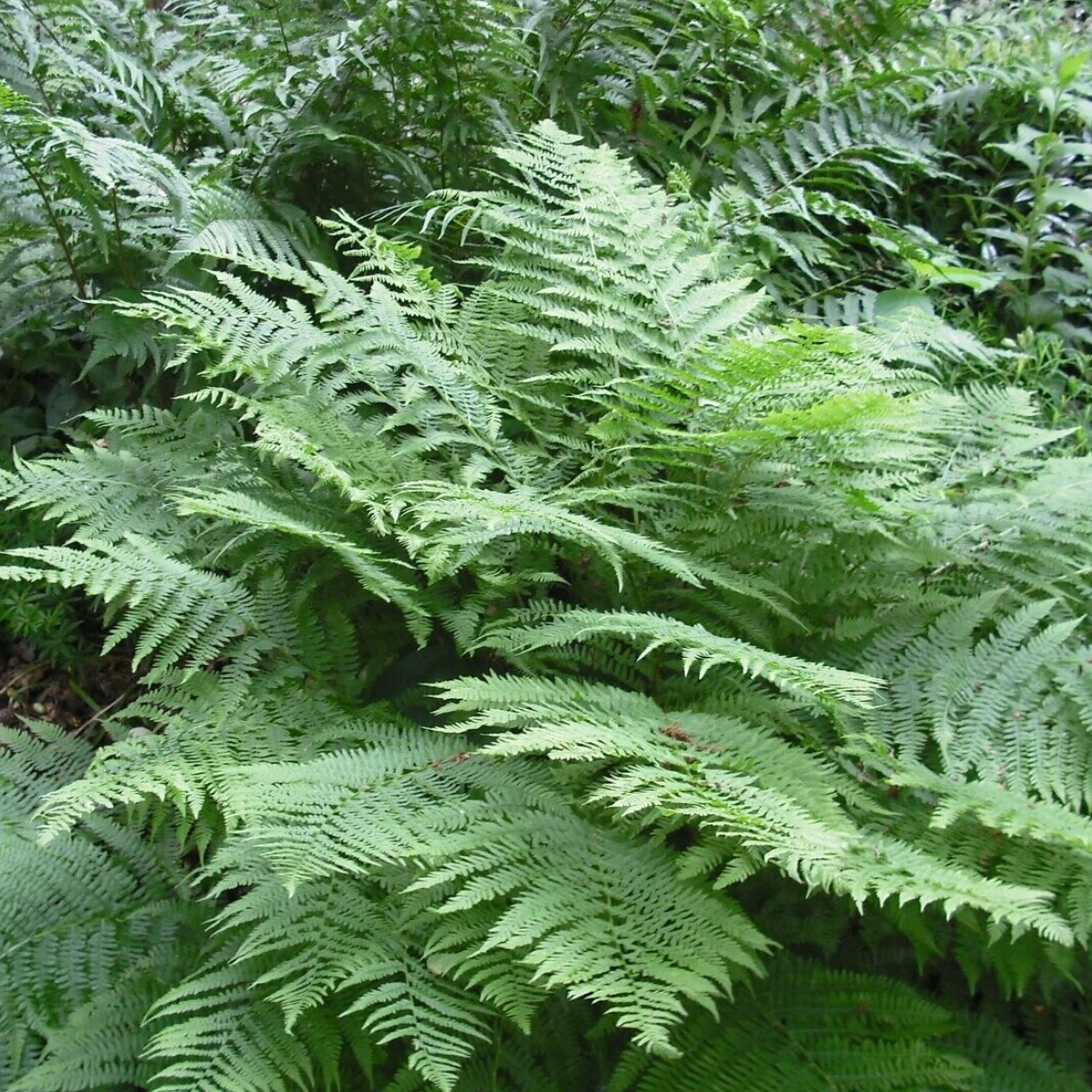 DRYOPTERIS  Cristata The King