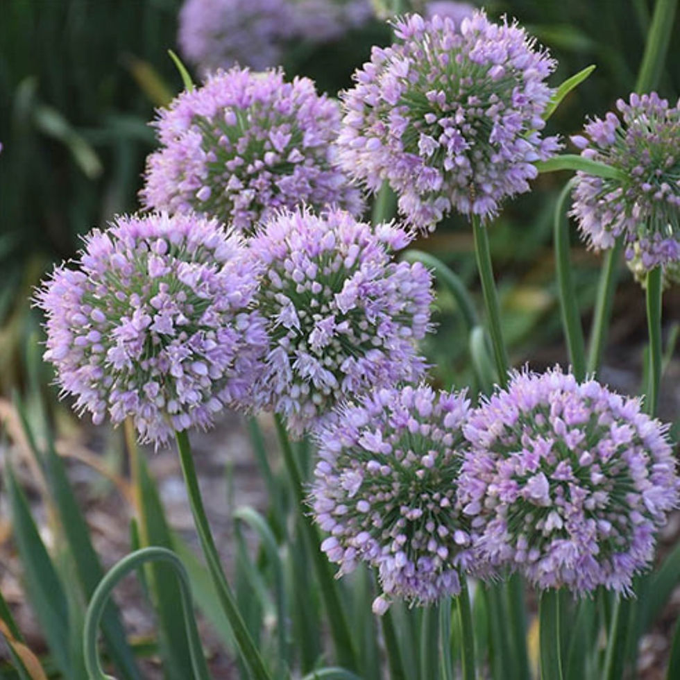 Allium BUBBLE BATH