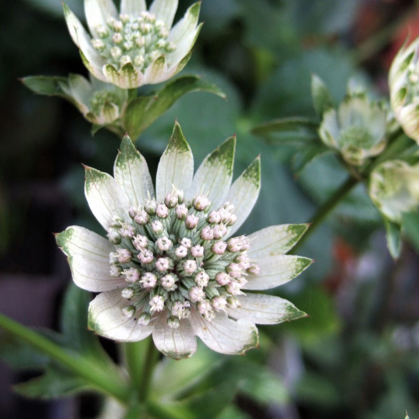 Astrantia STAR OF BILLIONS