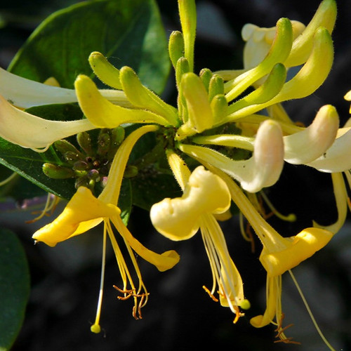 Lonicera SCENTSATION (Honeysuckle) Plant Lovers Garden