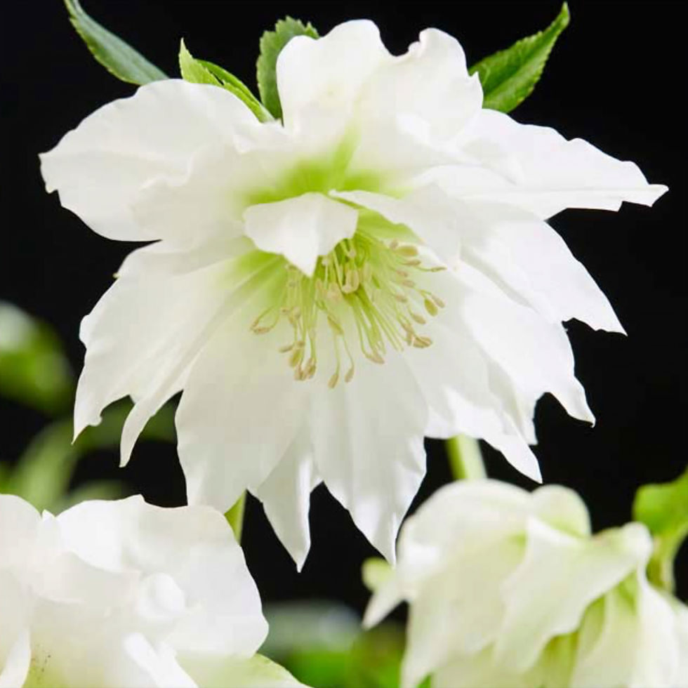 Plant Lovers Garden Hellebore Double White