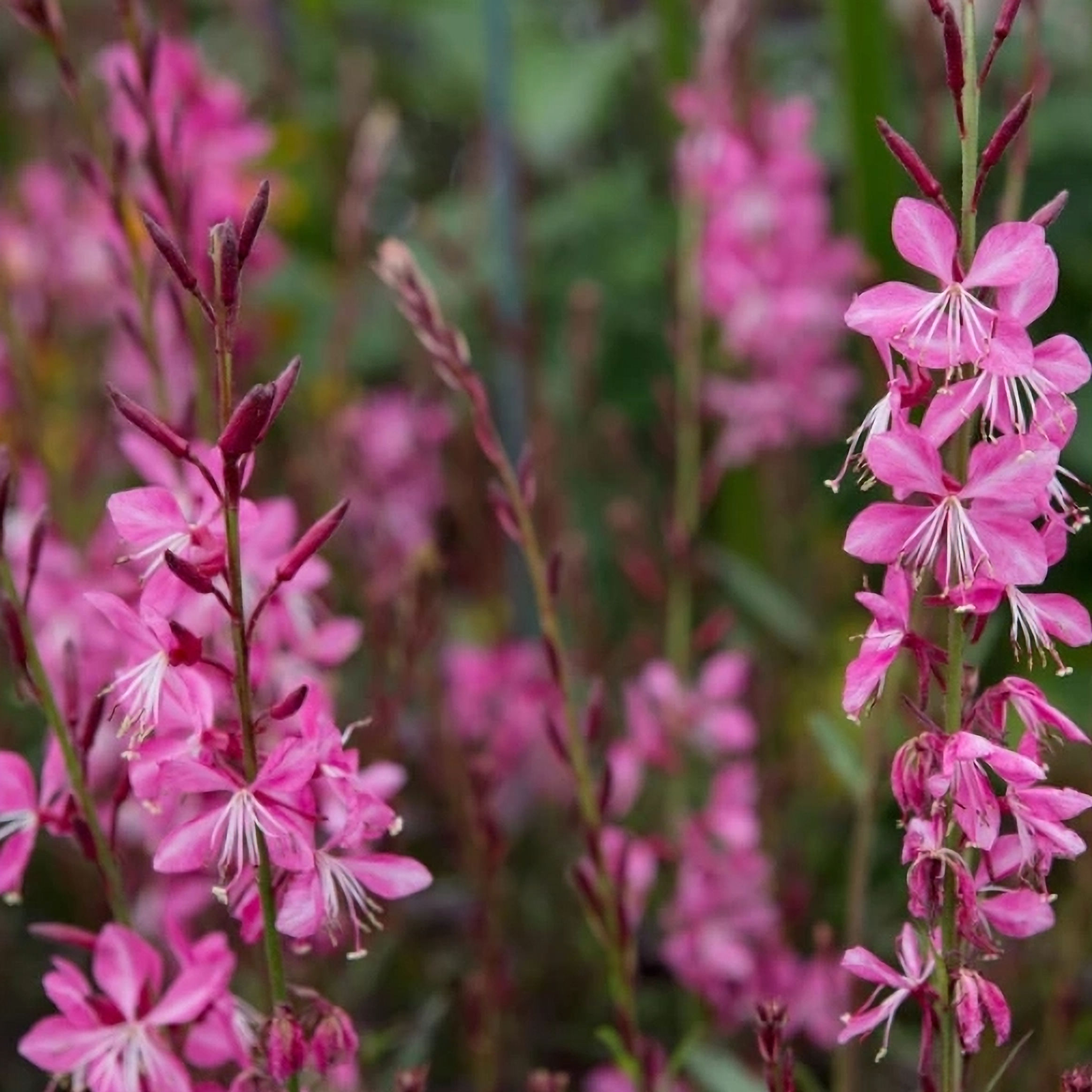 Gaura lindheimeri GEYSER PINK (Gaudros)