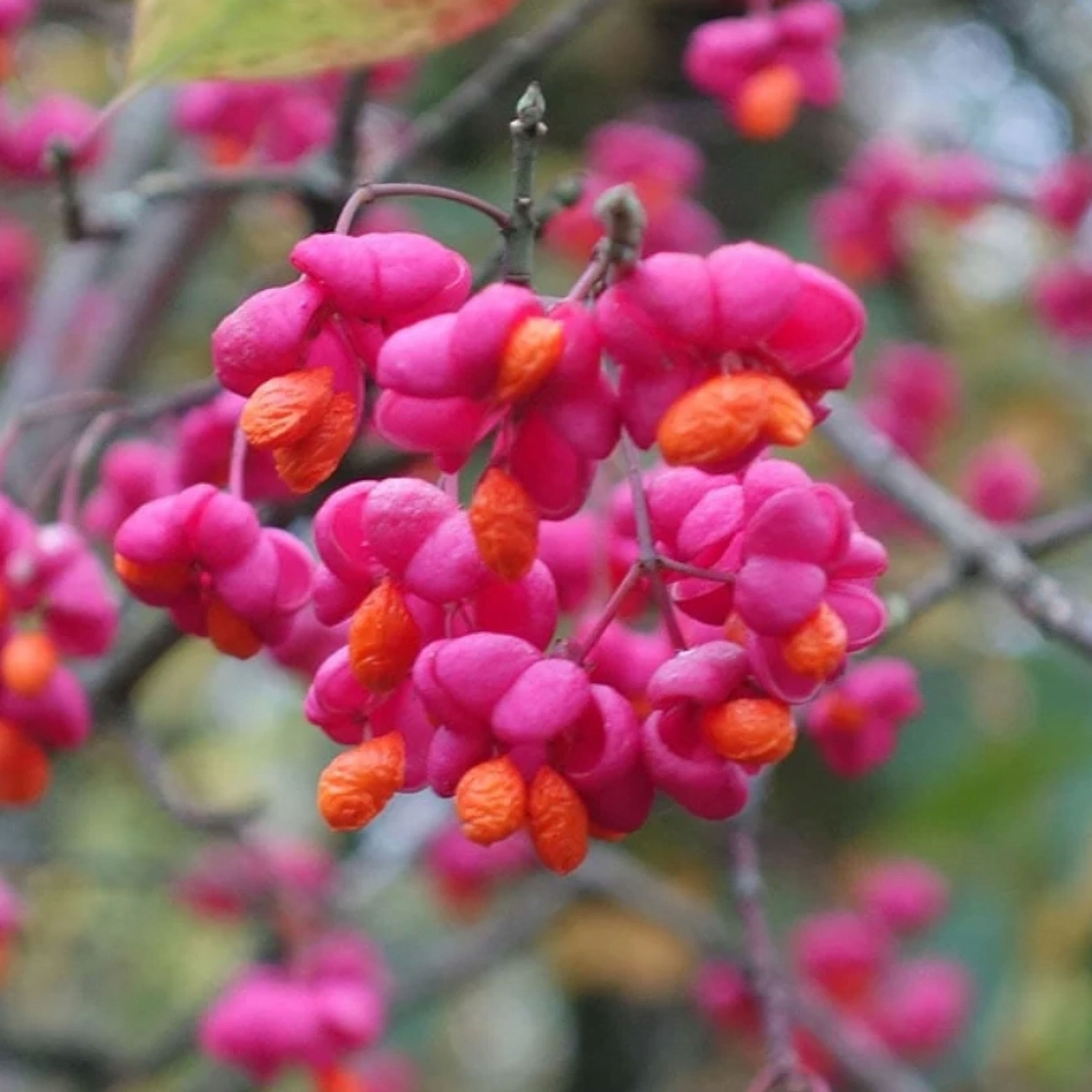 Euonymus europaeus Red Cascade