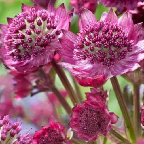 Astrantia VENICE Plant Lovers Garden