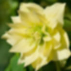 Plant Lovers Garden Hellebore Double Yellow