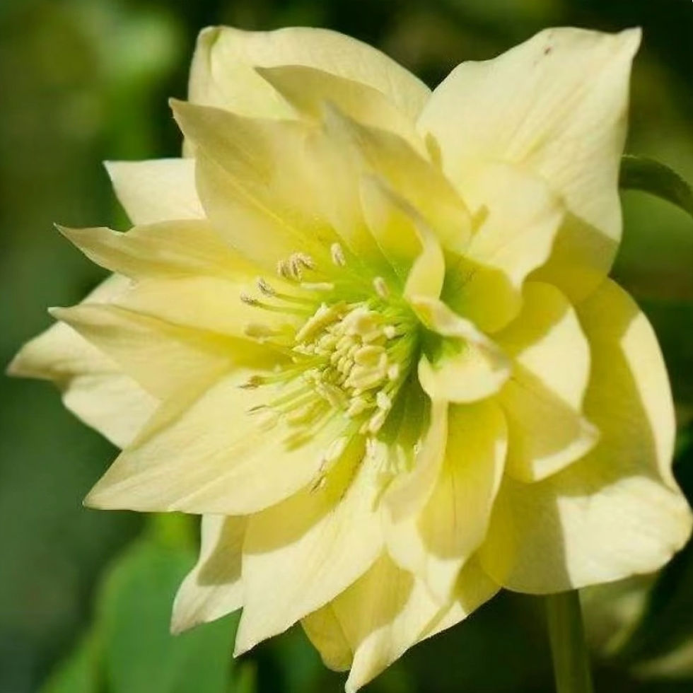 Plant Lovers Garden Hellebore Double Yellow