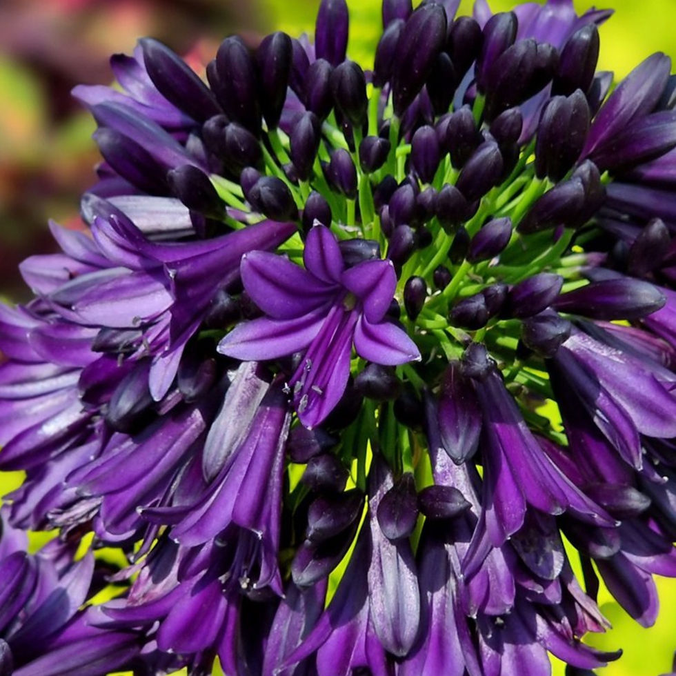 Agapanthus BLACK JACK Plant Lovers Garden agapanthus-black-jack-plant-lovers-garden