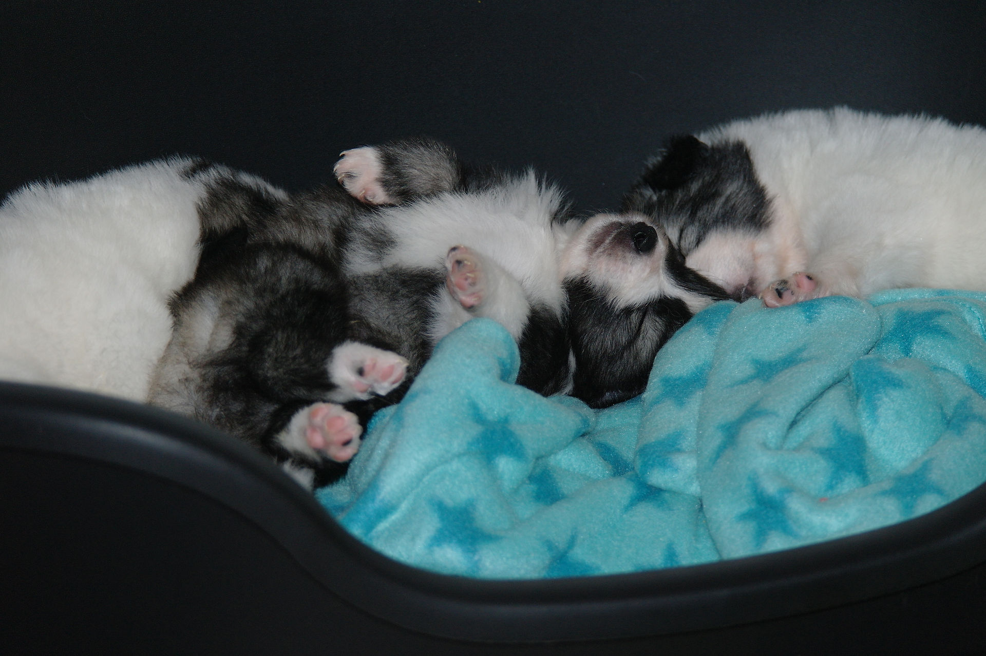 kuscheln