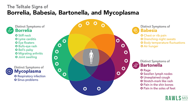Image of Telltale Signs of Borrelia, Babesia, Bartonella, and Mycoplasma
