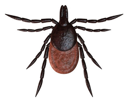 Powassan Virus - What you should know