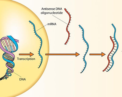 antisense.jpg