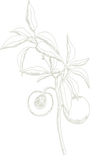 hoja 2.png