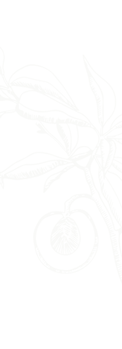HOJA.png