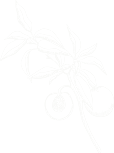 HOJA.png