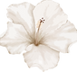 FLOR BLANCA 2.png
