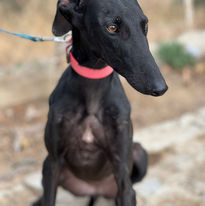 8b45c1d5-ed34-4f98-8d3d-962723dc96ab.jfif