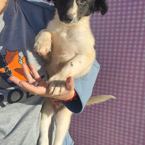 2d484eb0-62a6-48bf-b2fd-090b1acfc98b (1).jfif