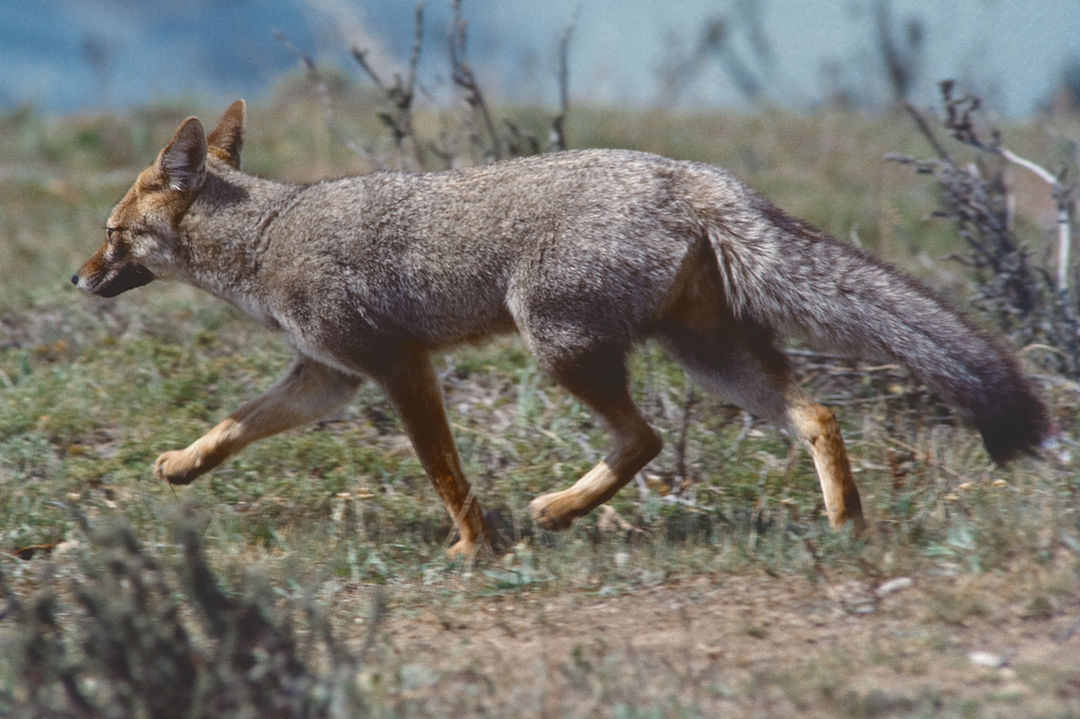 Animal (38)