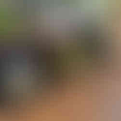 MEdals of UAE IKMC Kanagroo