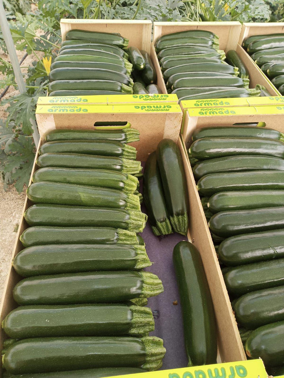 Courgette Armada