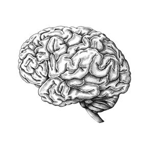 El cerebro en construcción: neurociencia aplicada a tu día