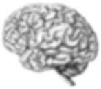 El cerebro en construcción: neurociencia aplicada a tu día